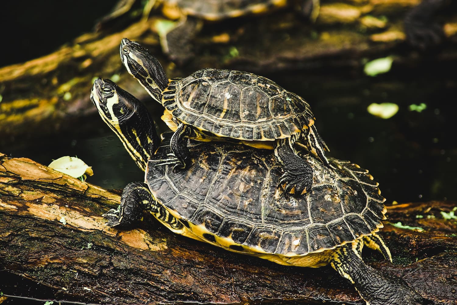 most common pond turtles in Florida