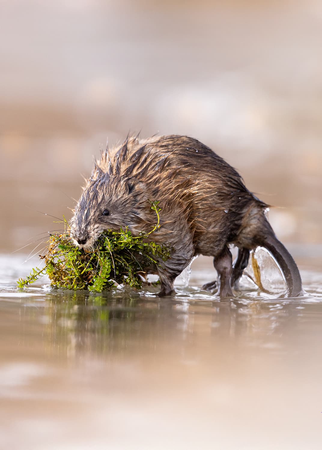 muskrats dangerous to pond shoreline