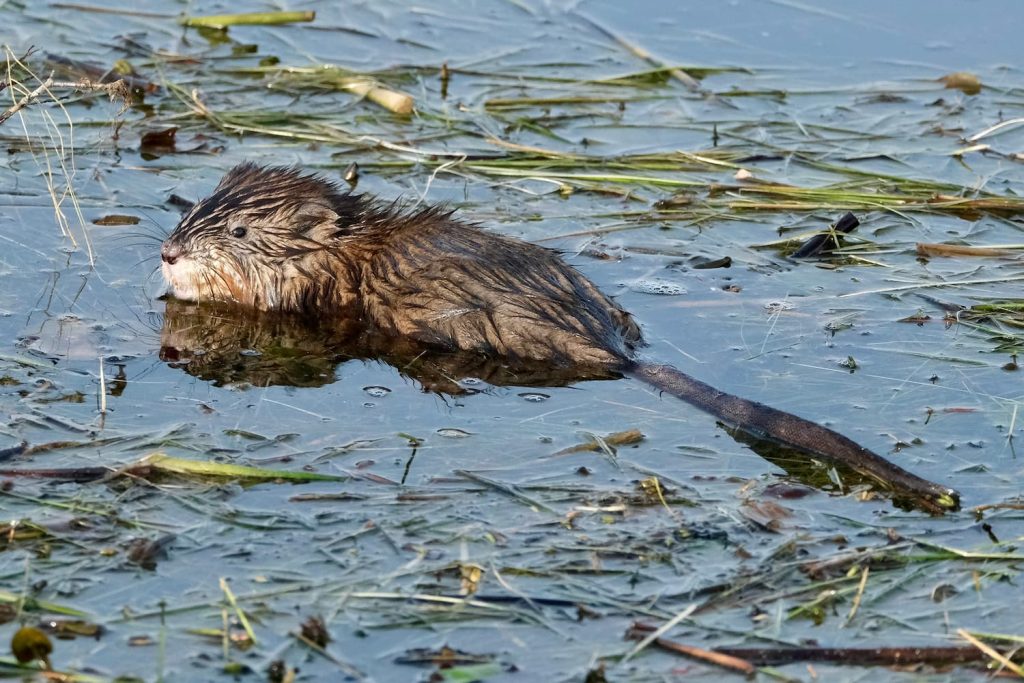 muskrats in Florida ponds