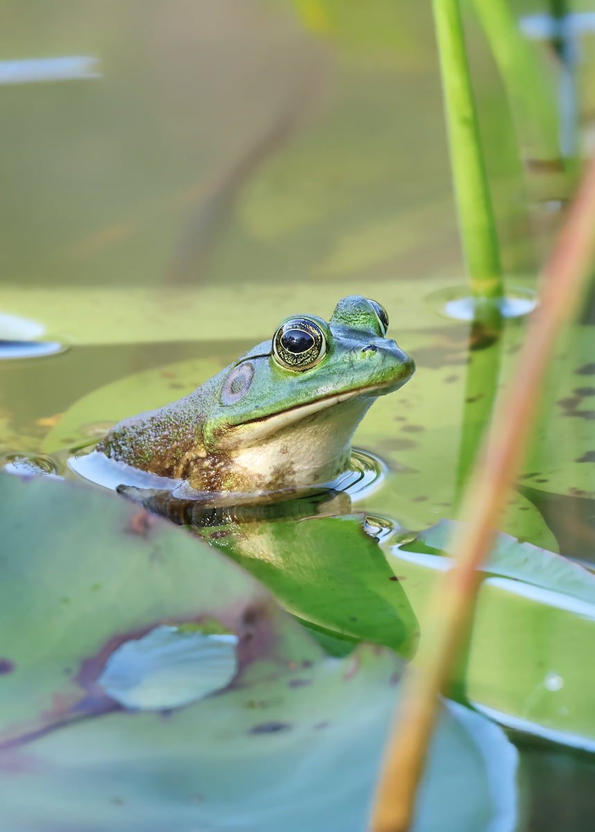 pig frog in Florida
