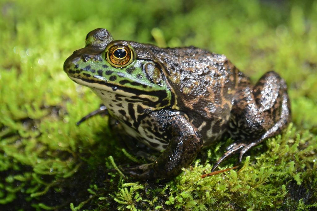 pond bullfrog in Florida