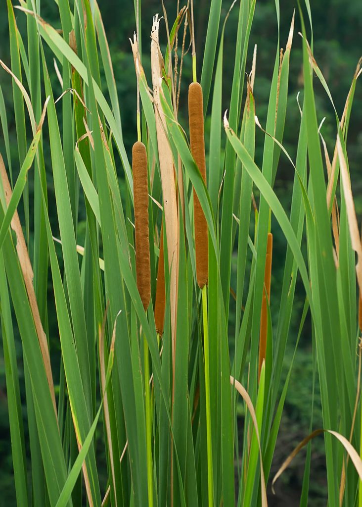 pond cattail removal