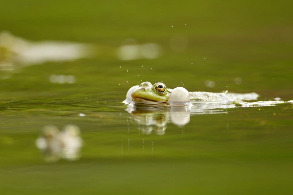 pond frog in Florida