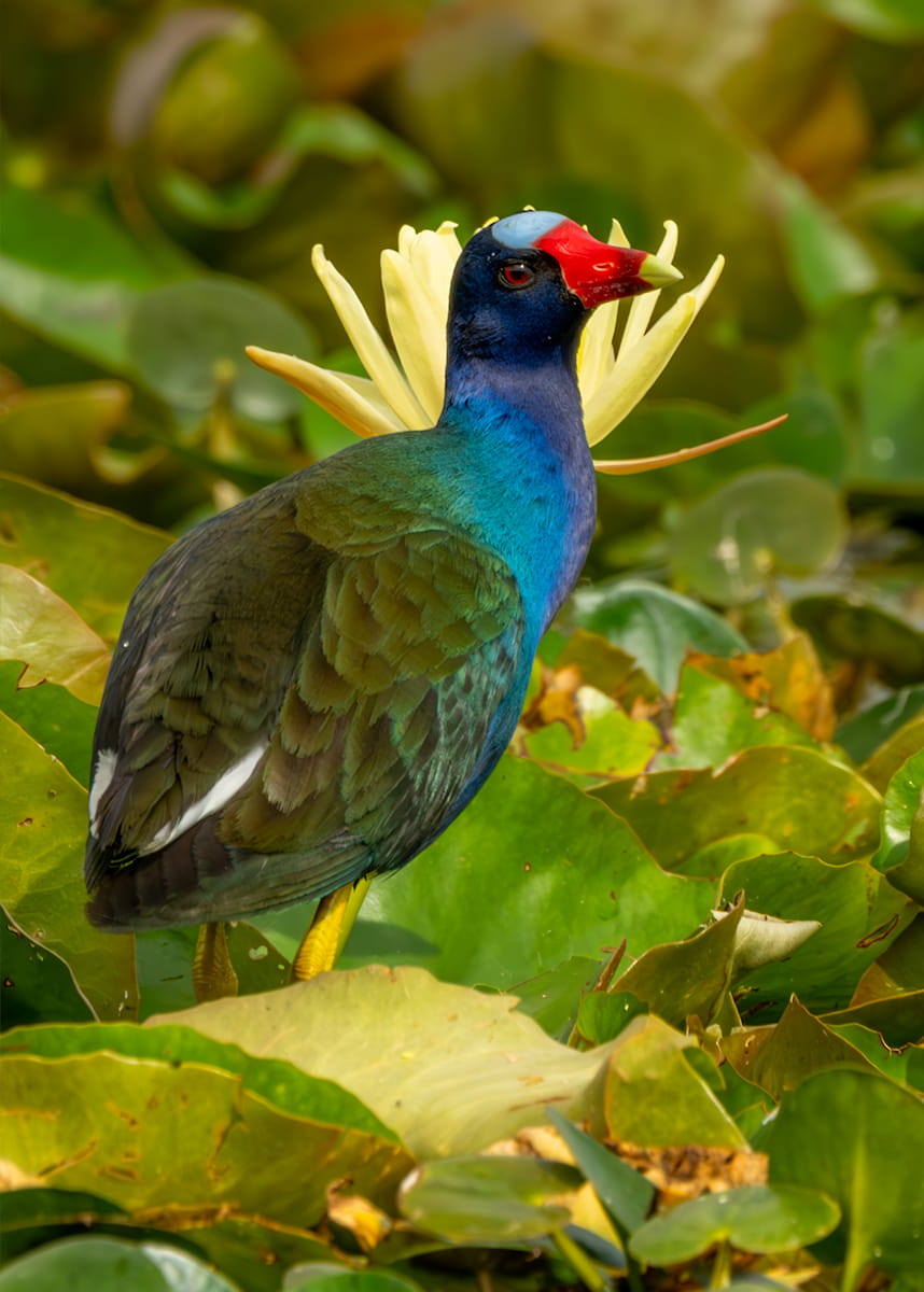 purple gallinule in Florida