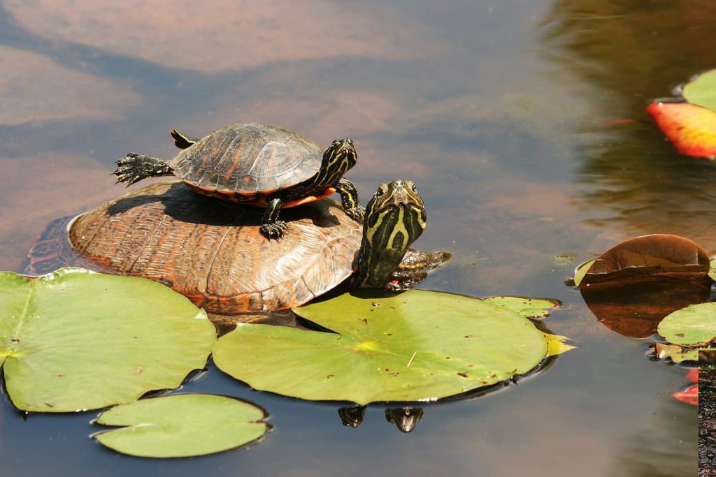 red bellied cooter in florida ponds