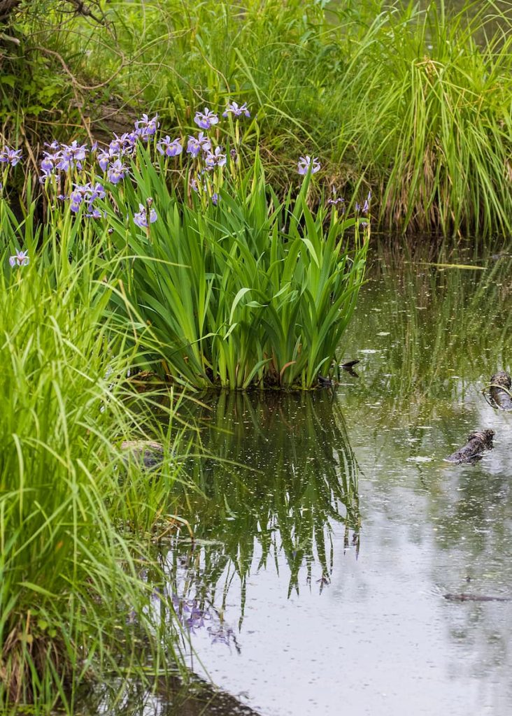 southern-blue-flag-iris-flower-in-florida
