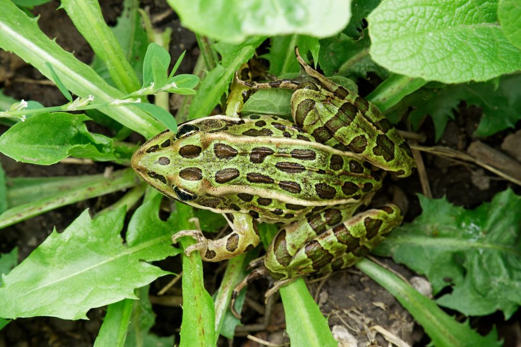 southern leopard frog in Florida