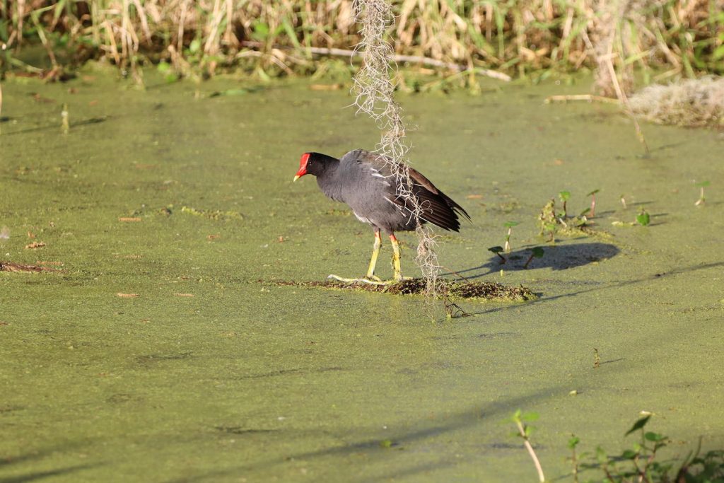 swamp chicken in algae covered lake