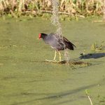 What Is a Swamp Chicken? The Common Gallinule