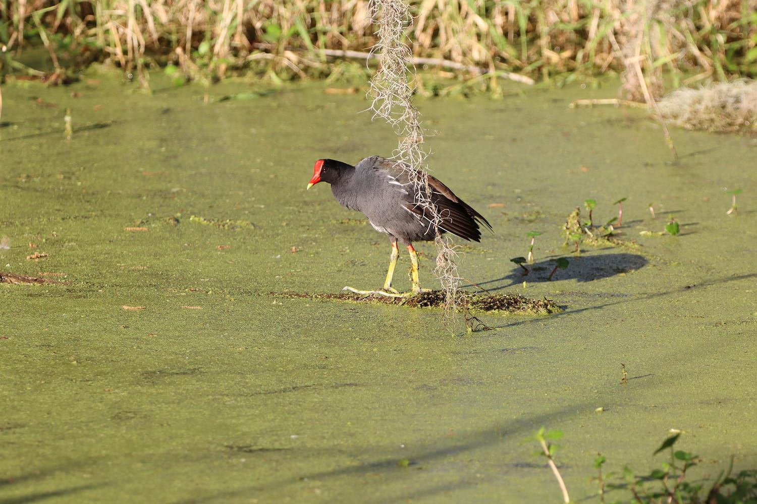 swamp chicken in algae covered lake