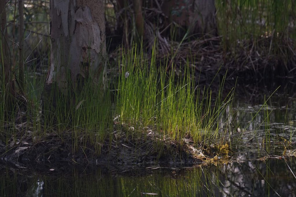 what is common spikerush