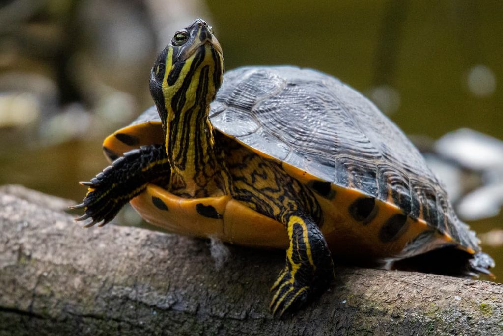 yellow bellied slider in florida ponds