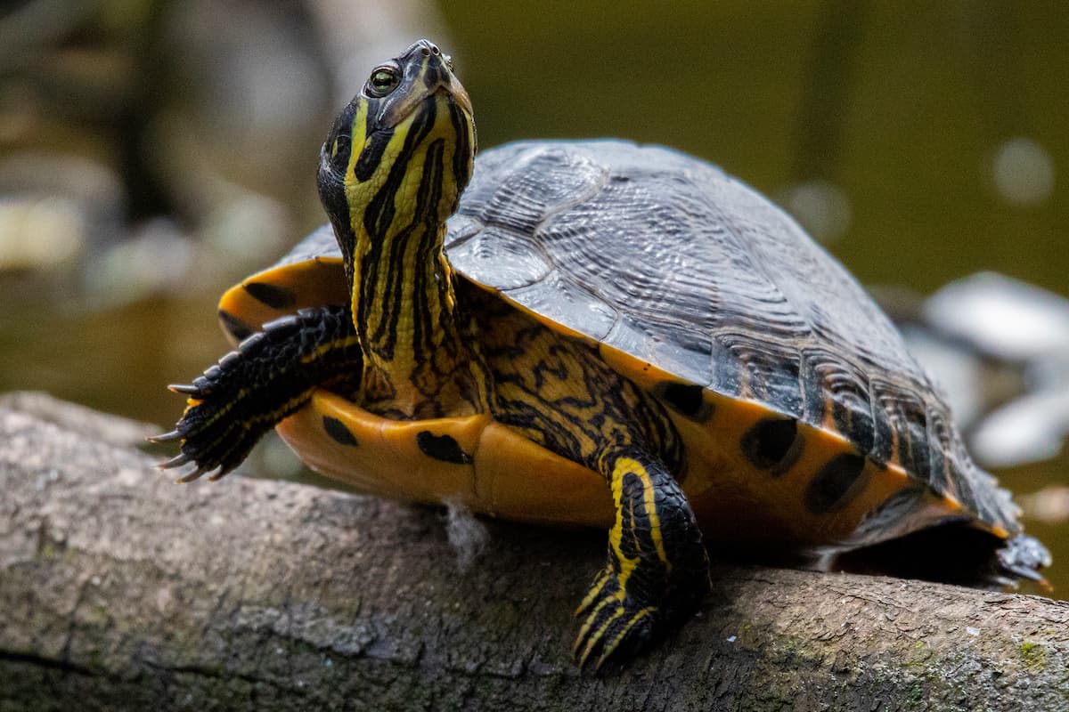 yellow bellied slider in florida ponds