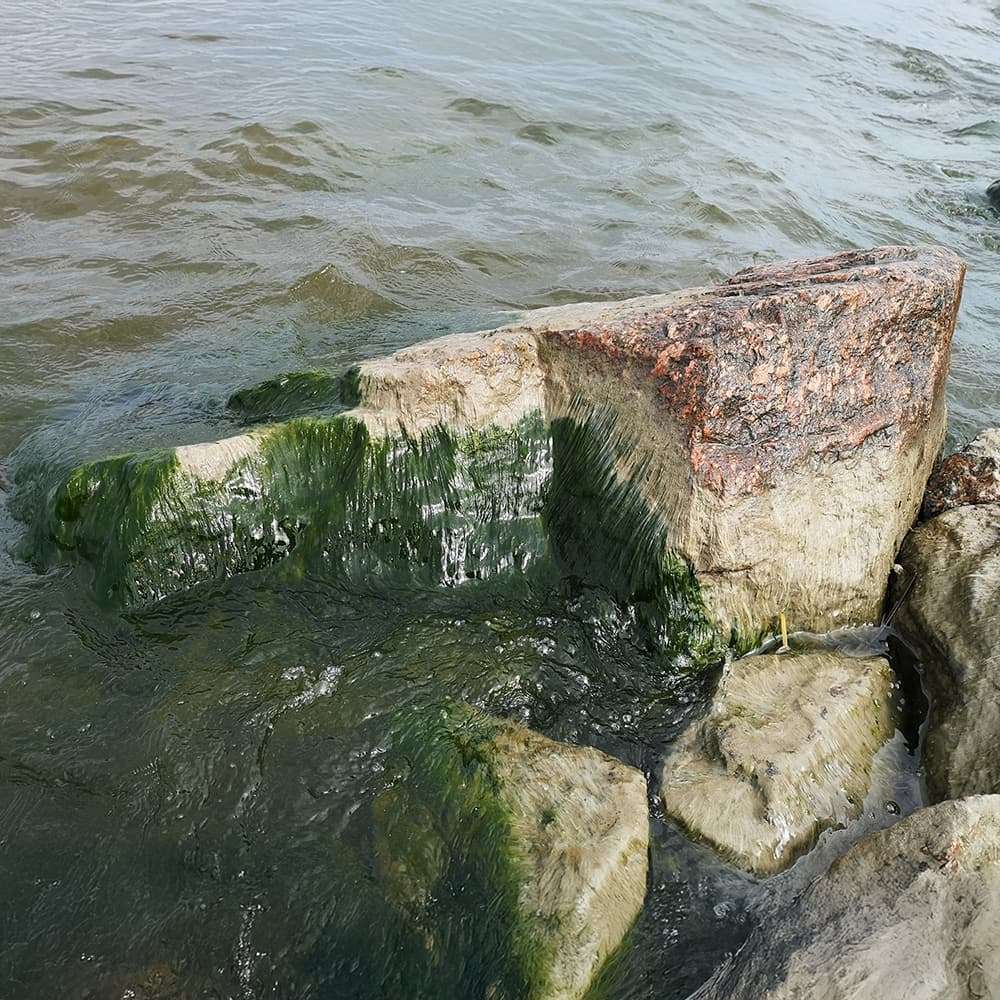 algae covered pond rocks