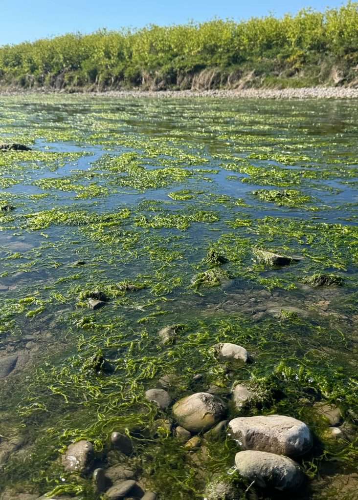 algae on rocks in a pond