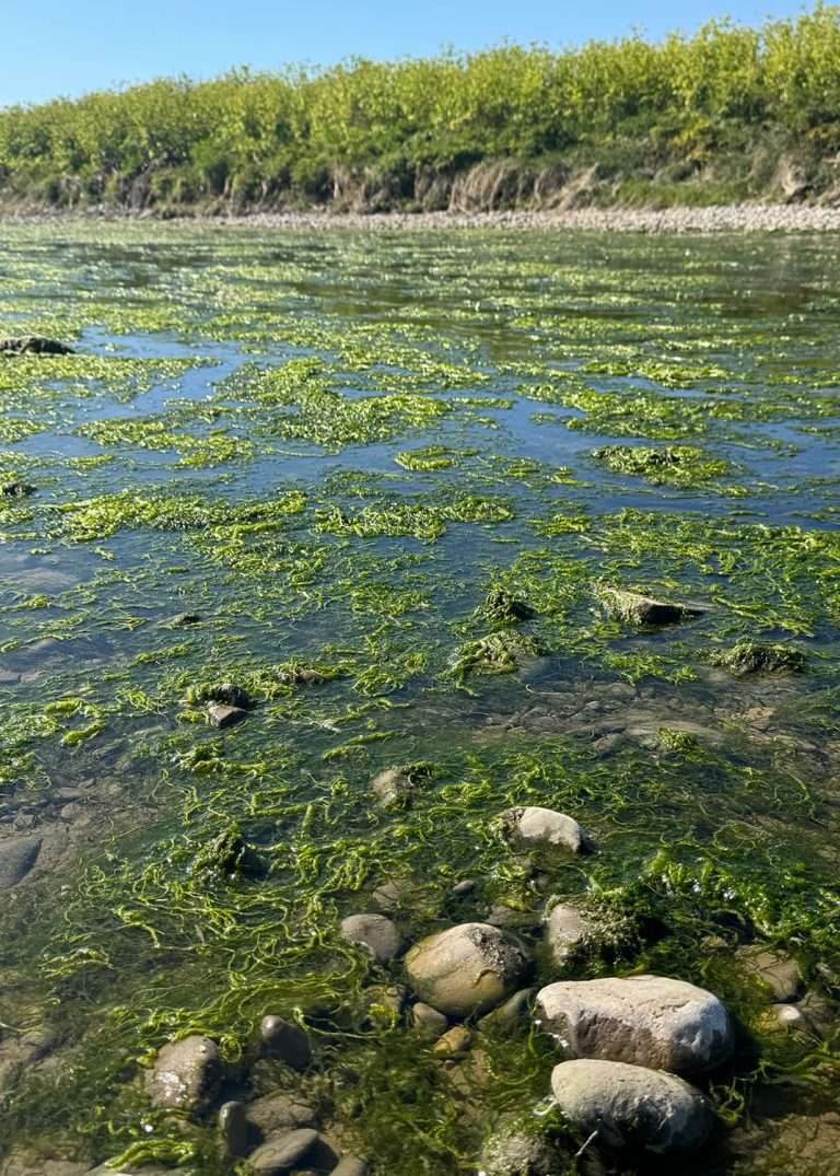 How to Remove Algae on Rocks in a Pond