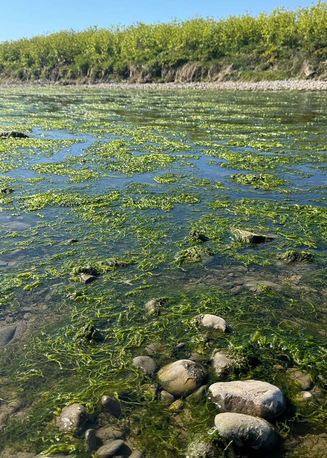 algae on rocks in a pond