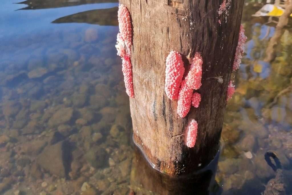 apple snail infestation in lake