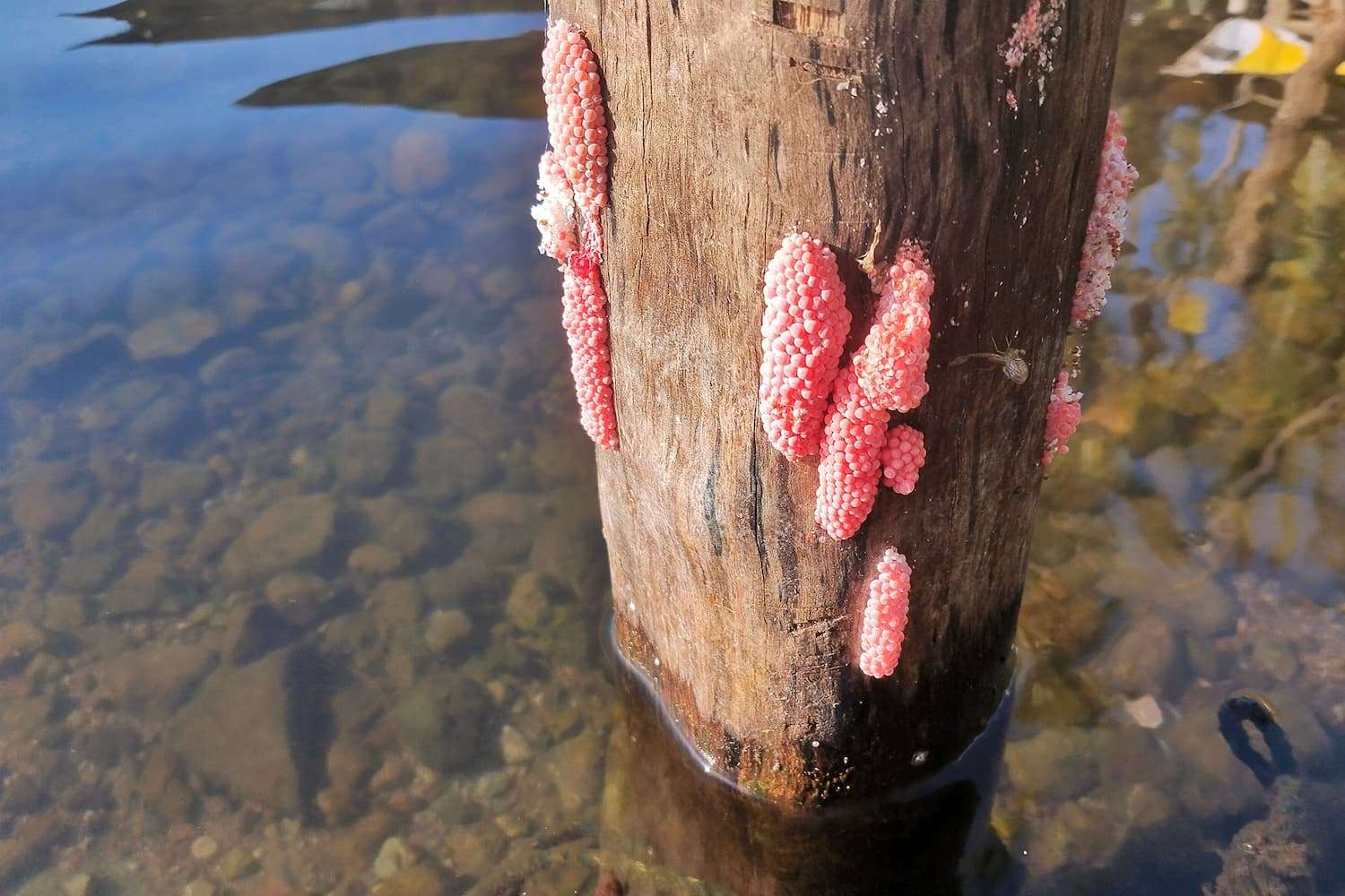 apple snail infestation in lake