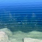 Benefits of Pond Dye for Algae Control