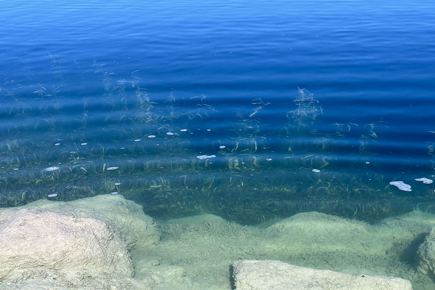 benefits of blue pond dye for algae control