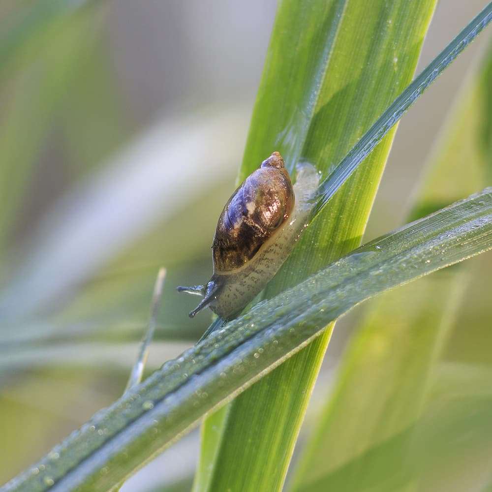 bladder snails in Florida pond