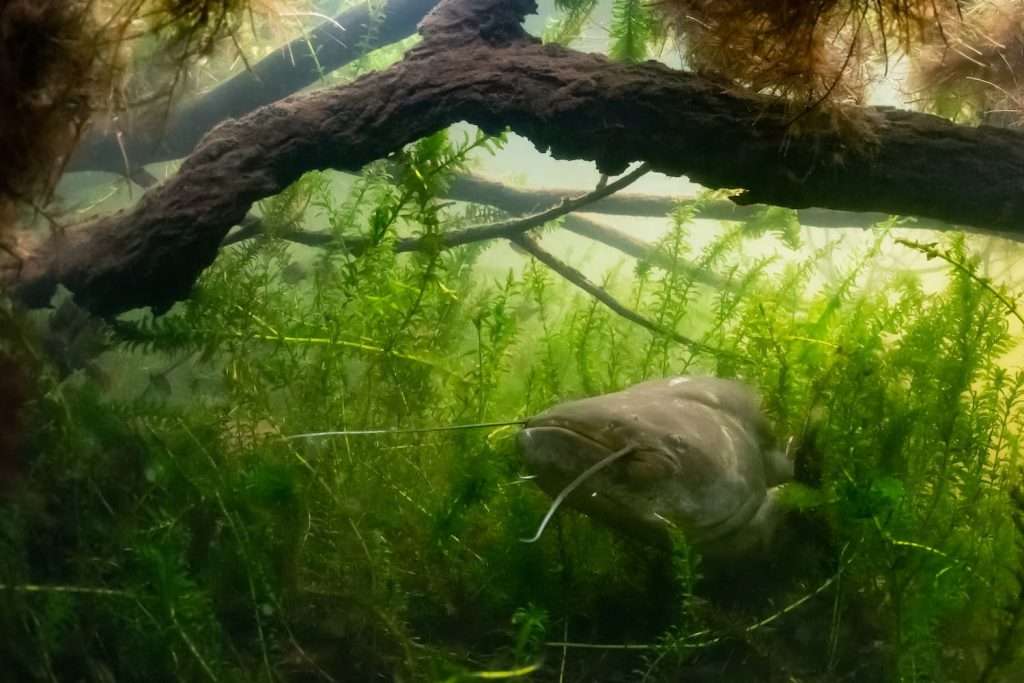 catfish feeding in lake