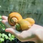 Top 6 Common Pond Snails in Florida Ponds