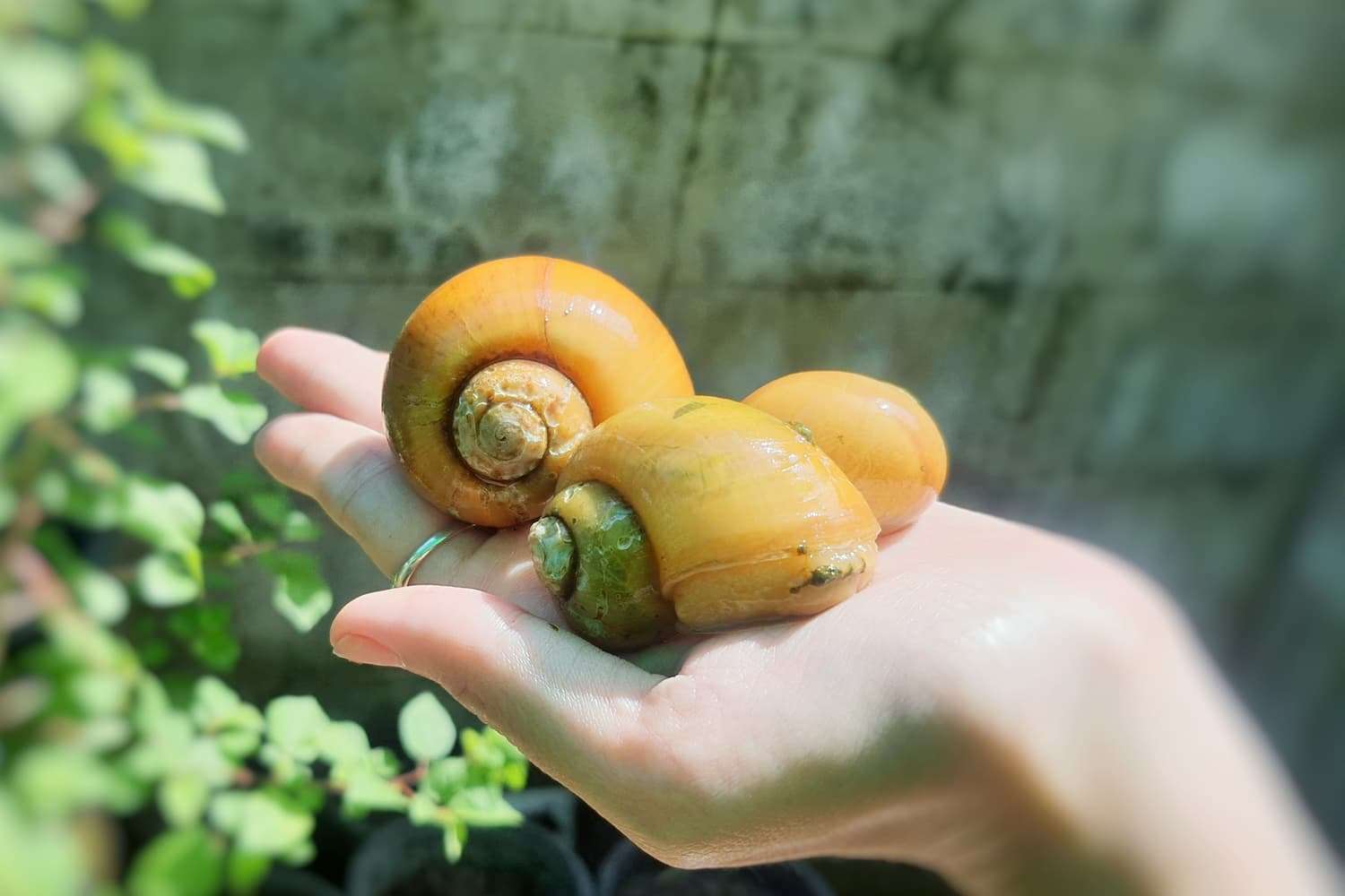 common pond snails in Florida