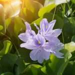 Is Common Water Hyacinth an Invasive Species in Florida?