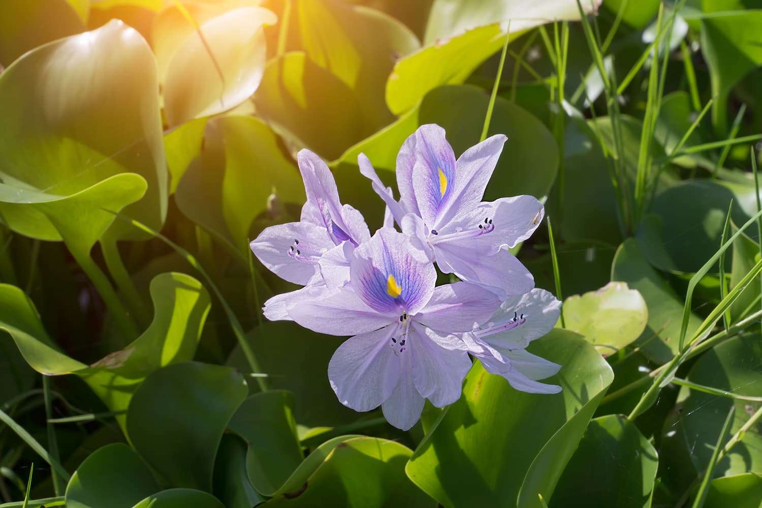 common water hyacinth invasive in Florida