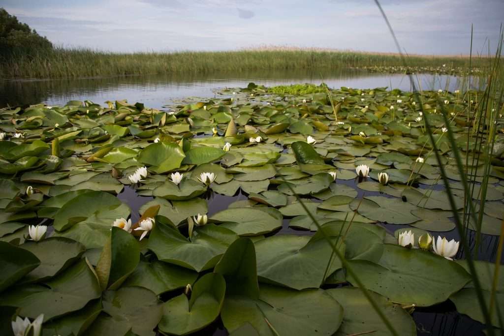 how do you kill lily pads without harming fish