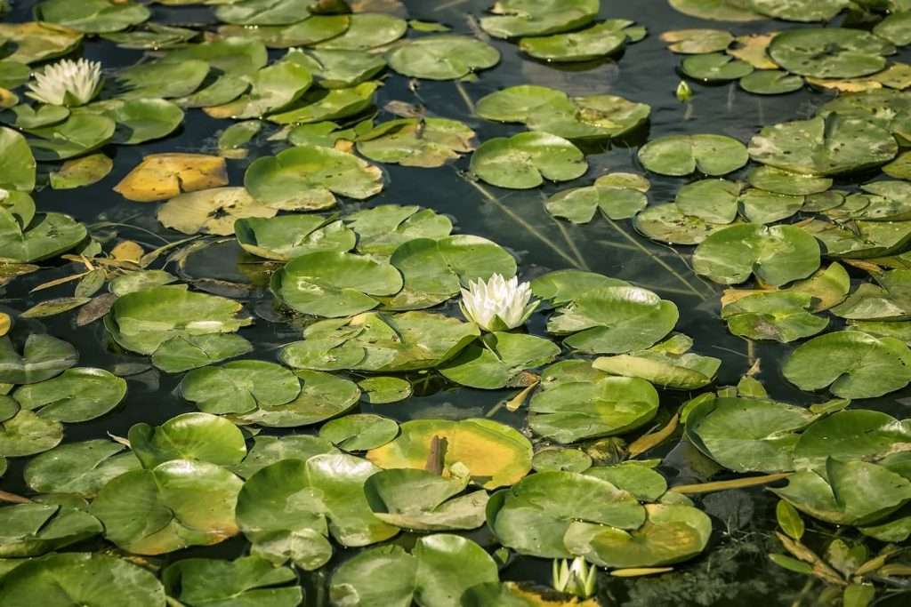 how to get rid of lily pads from a lake
