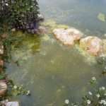 How to Remove Algae on Rocks in a Pond