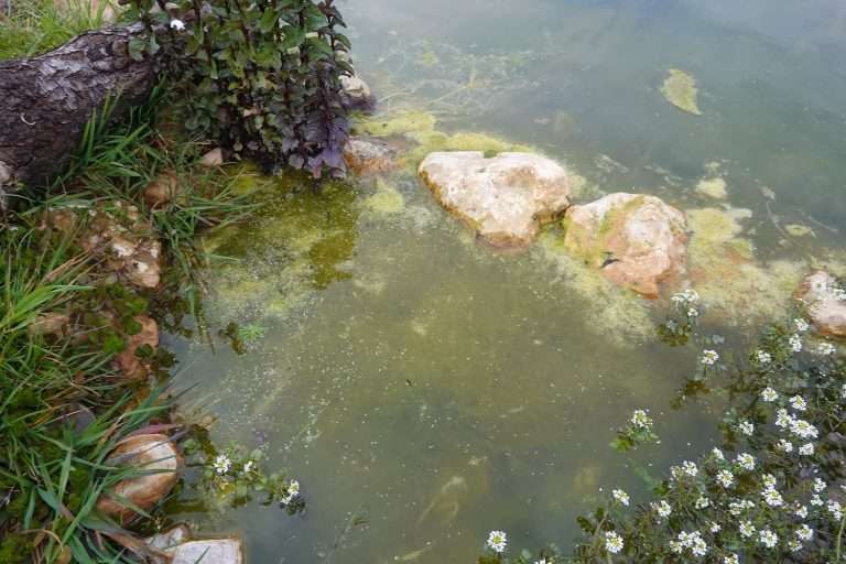 How to Remove Algae on Rocks in a Pond