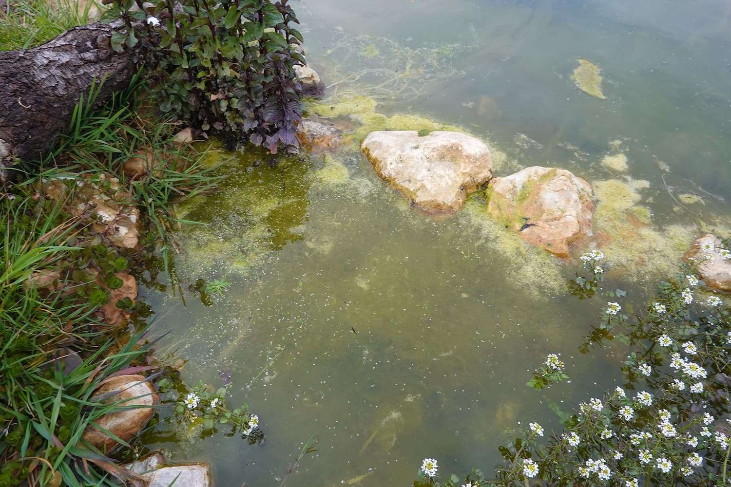 how to remove algae on rocks in a pond