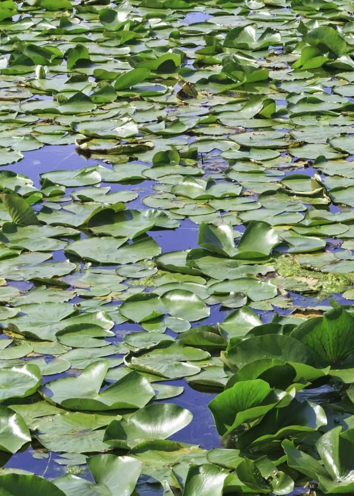 how to remove lily pads from a pond