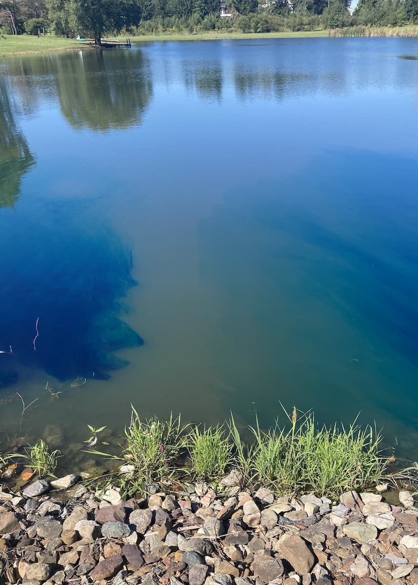 pond dye for algae control in lakes