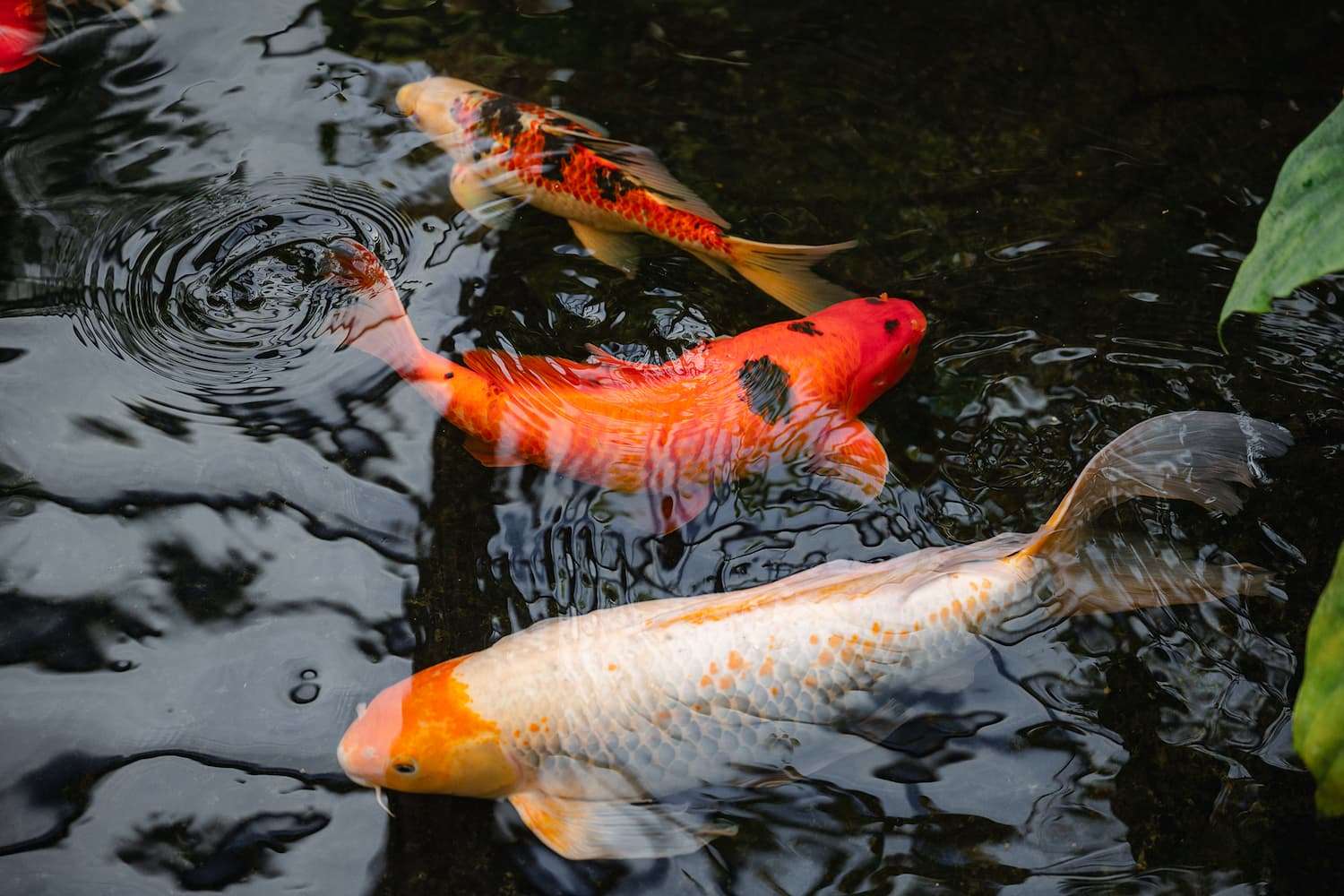 types of koi fish in ponds