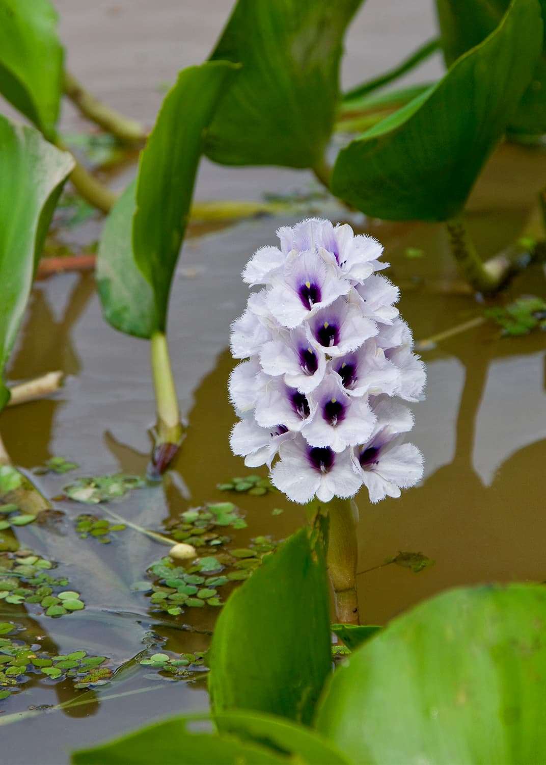 water hyacinth flower in pond