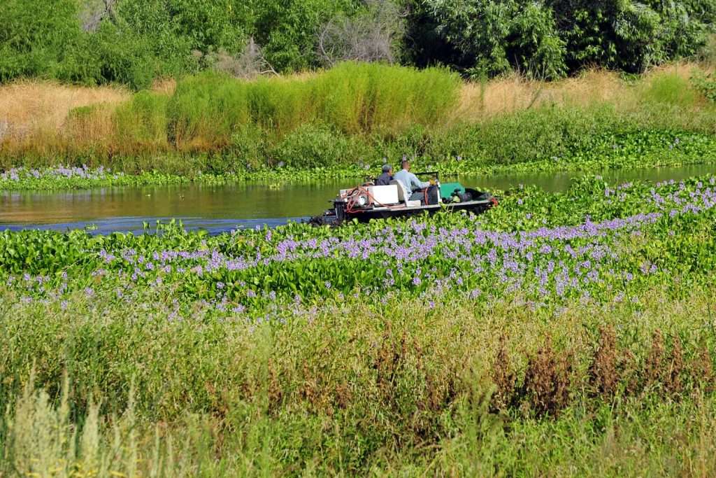 water hyacinth removal from pond