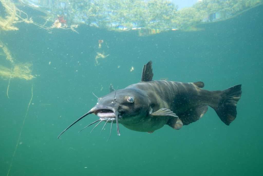what do catfish eat