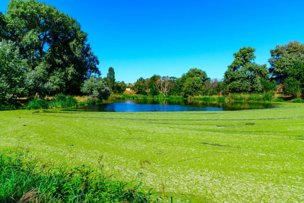algae control for Florida lakes and ponds