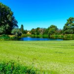 Algae Control for Florida Lakes & Ponds: Complete Treatment Guide
