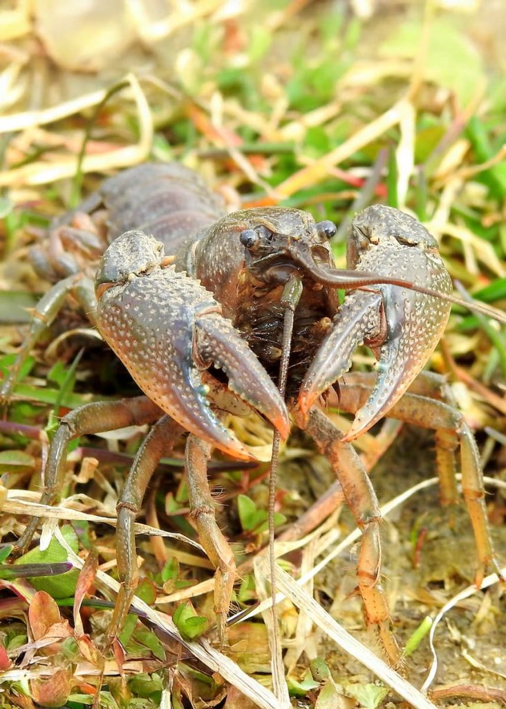 can crawfish survive out of water