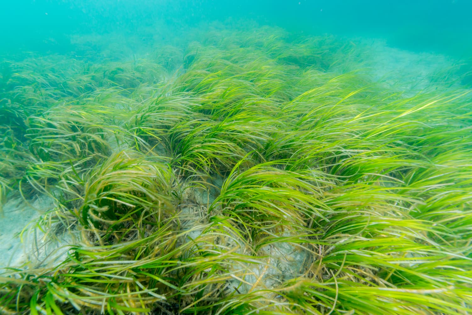 8 Common Plants From Oceans