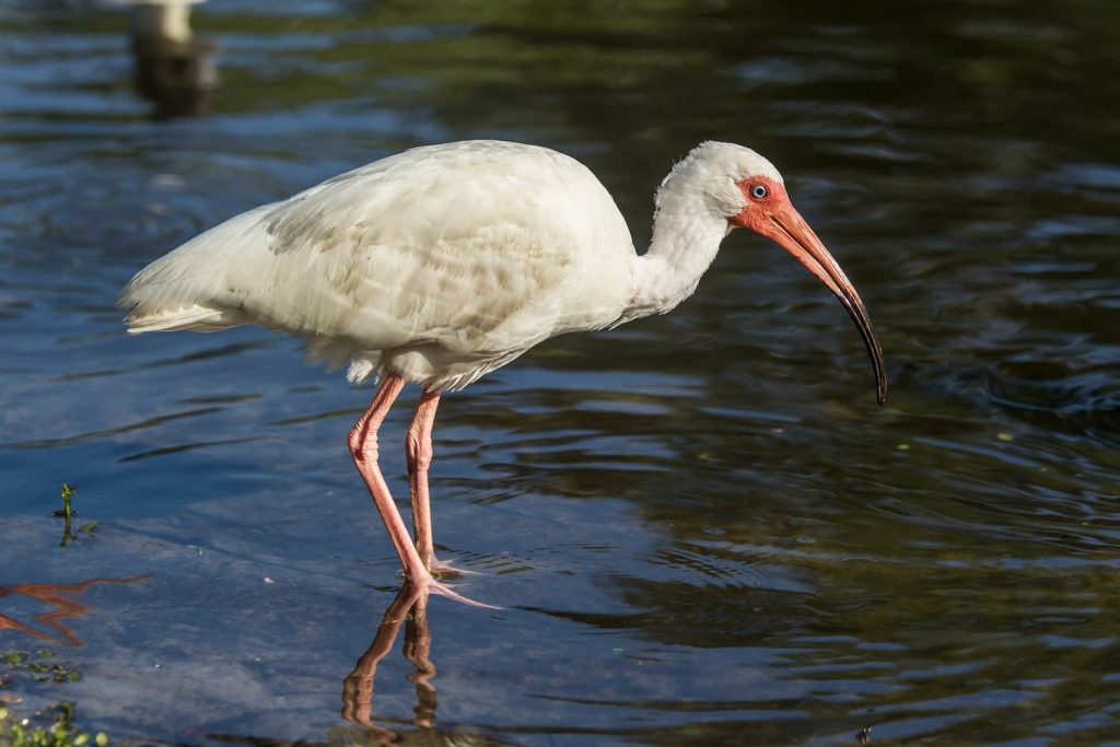 common white birds in Florida