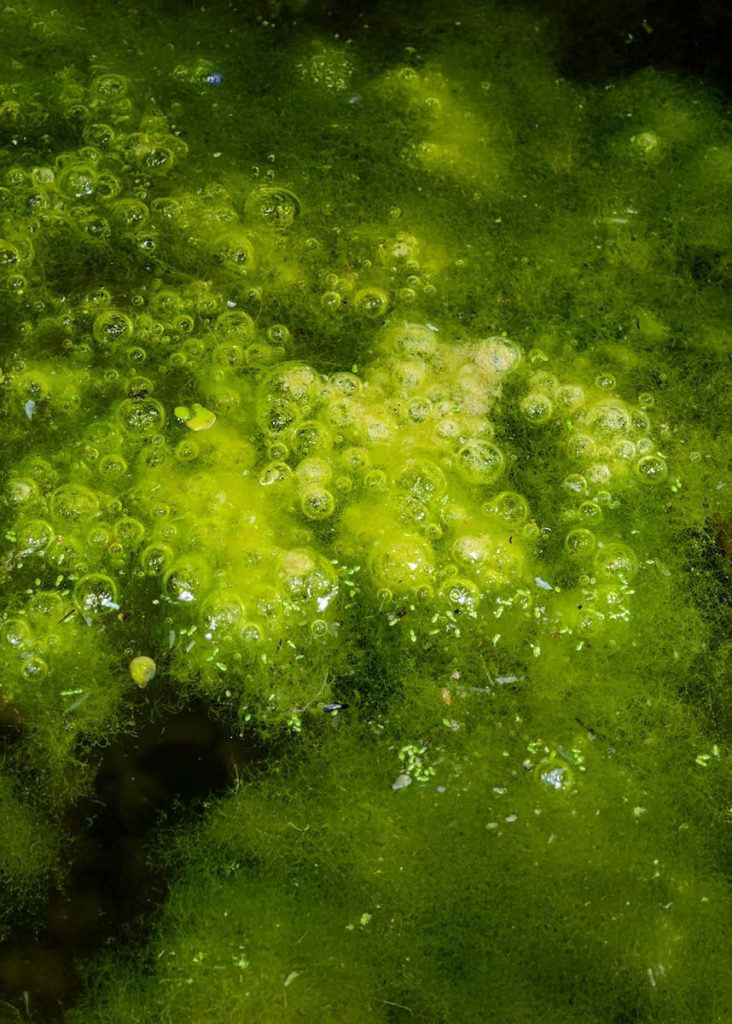 filamentous algae control for Florida lakes