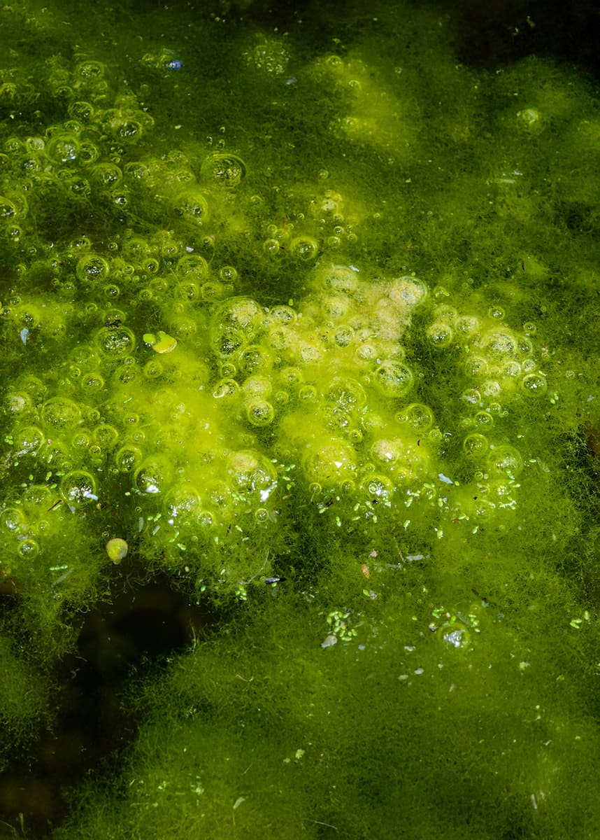 filamentous algae control for Florida lakes