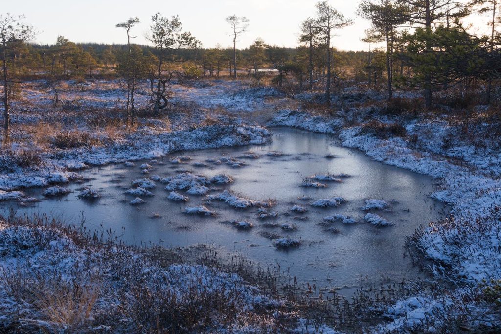 frozen bog marsh management